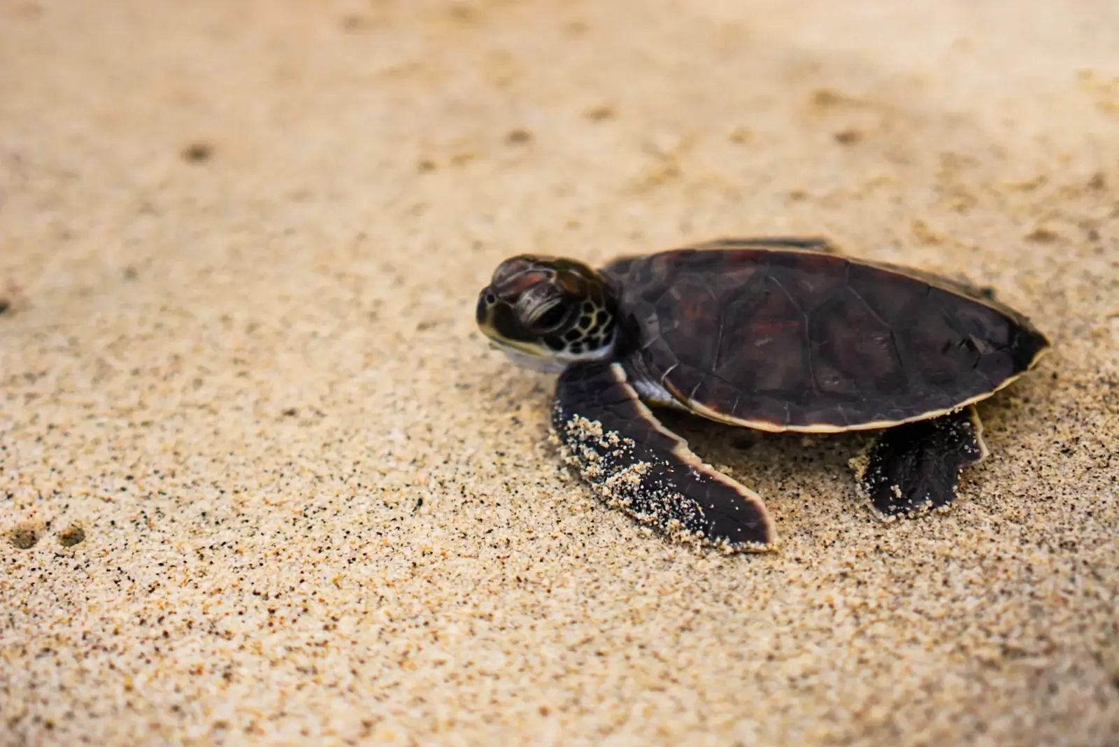 turtle conservation in indonesia baby-turtle-on-beach