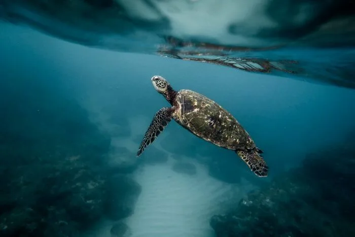Turtle conservation Kirana Retreat West Sumbawa